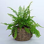 Nephrolepis Plant In Beautiful Basket