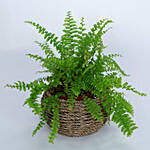 Nephrolepis Plant In Beautiful Basket