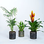 Set of 3 Plants in Designer Vases