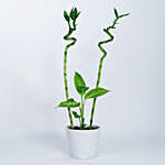 Spiral Bamboo N Dieffenbachia Plant In White Pot