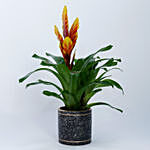 Vriesea Plant In Black N Golden Designer Pot