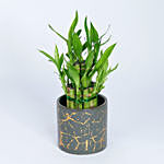 2 Layer Lucky Bamboo Plant In Designer Ceramic Pot