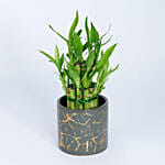 2 Layer Lucky Bamboo Plant In Designer Ceramic Pot