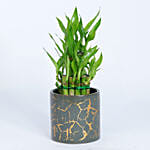 2 Layer Lucky Bamboo Plant In Designer Ceramic Pot