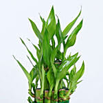 2 Layer Lucky Bamboo Plant In Designer Ceramic Pot