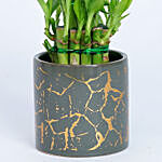 2 Layer Lucky Bamboo Plant In Designer Ceramic Pot
