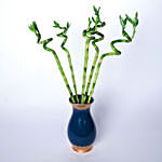 Spiral Lucky Bamboo in Premium Vase