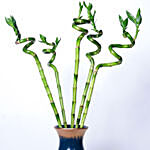 Spiral Lucky Bamboo in Premium Vase