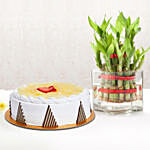 Pineapple Cake and Lucky Bamboo Combo