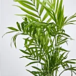 Chamaedorea Plant in Squre Vase