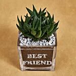 Haworthia in Best Friend Vase