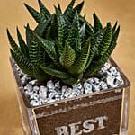 Haworthia in Best Friend Vase