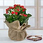 Friendship Band With Red Kalanchoe