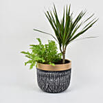 Dracaena & Nephlorepsis Plant In Dual Hues Ceramic Pot