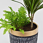 Dracaena & Nephlorepsis Plant In Dual Hues Ceramic Pot