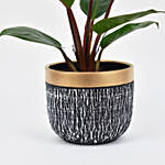Philodendron Long in Ceramic Planter