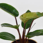 Philodendron Long in Ceramic Planter