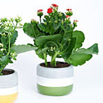 White and Red Kalanchoe Plants
