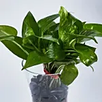 Money Plant in Tall vase