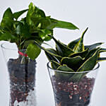 Sanseveria and Money Plant in Tall Vase