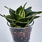 Sanseveria Plant in Tall Vase