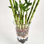 9 Lucky Bamboo for Great Luck