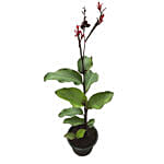 Canna Coccinea Plant Pot