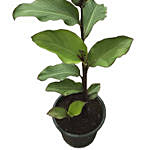 Canna Coccinea Plant Pot