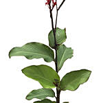 Canna Coccinea Plant Pot