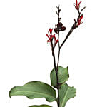 Canna Coccinea Plant Pot