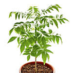 نبتة شجرة الكاري في أصيص يصل ارتفاع النبتة حتى 40 سم