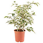 Ficus Benjamina Plant Pot
