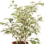 Ficus Benjamina Plant Pot