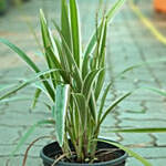 Flax Lily Plant Pot