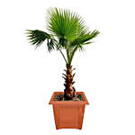 Mexican Fan Palm Plant Pot