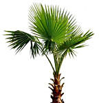 Mexican Fan Palm Plant Pot