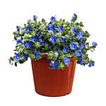 Morning Glory Plant Pot