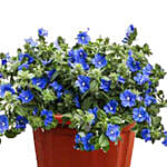 Morning Glory Plant Pot