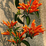 Orange Flame Trumpet Plant