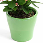 Refreshing Christ Plant Green Pot