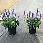 Salvia Plant Pot Combo