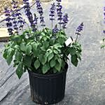 Salvia Plant Pot Combo