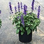 Salvia Plant Pot Combo