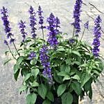 Salvia Plant Pot Combo