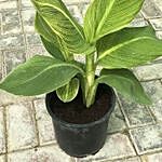 Tropicana Canna Lily Plant Pot