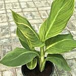 Tropicana Canna Lily Plant Pot