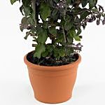 Vitex Rotundifolia Plant Pot