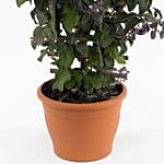 Vitex Rotundifolia Plant Pot