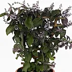 Vitex Rotundifolia Plant Pot