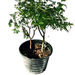 Zanthoxylum Plant Pot